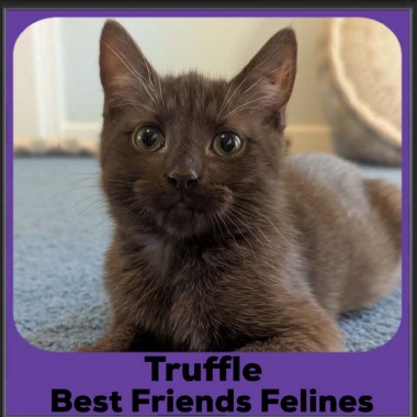 Truffle-2026