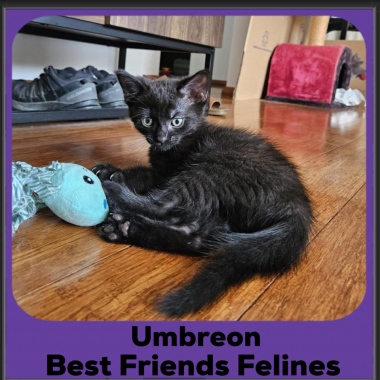 Umbreon