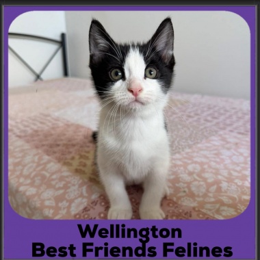 Wellington-2025 Wellington-2025