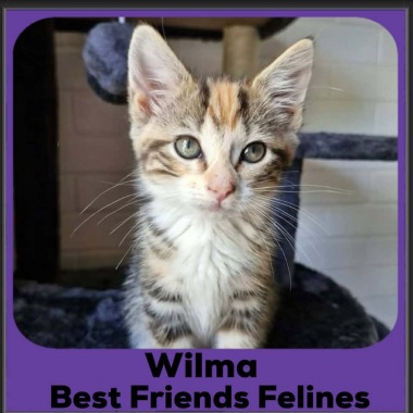 Wilma-2026 Wilma-2026