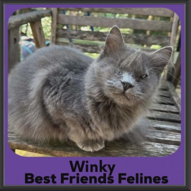 Winky-DMH-2026