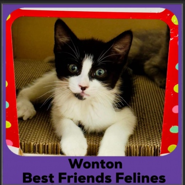 Wonton-2025 Wonton-2025