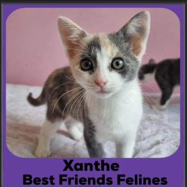 Xanthe-2026