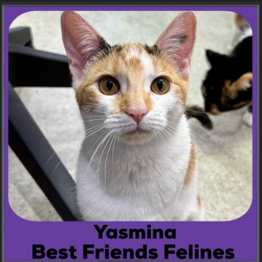 Yasmina-2025