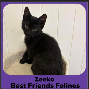 Zeeko-2025 Zeeko-2025