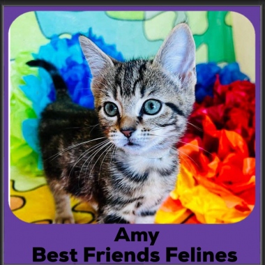 amy