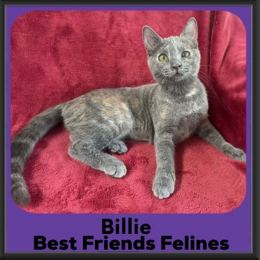 billie-2026 billie-2026