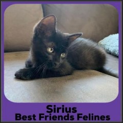 1_2022-Sirius