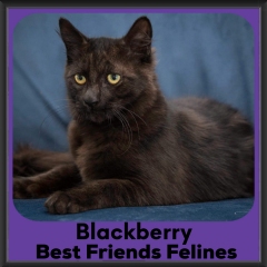 1_2023-Blackberry