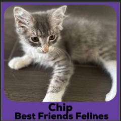 1_2023-Chip