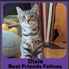 1_2023-Dixie