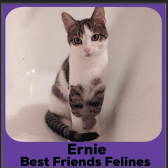 1_2023-Ernie