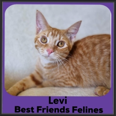 2023-Levi4