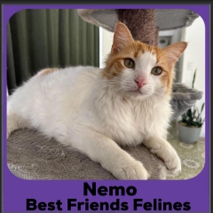 1_2023-Nemo
