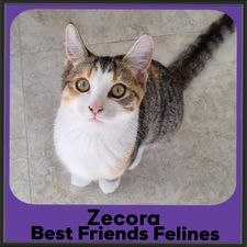 2023-Zecora2