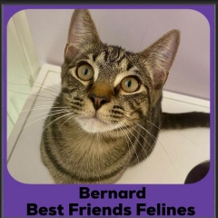 1_2024-Bernard