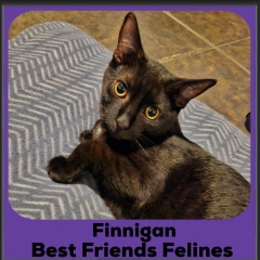 2024-Finnegan2