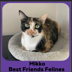 1_2024-Mikka