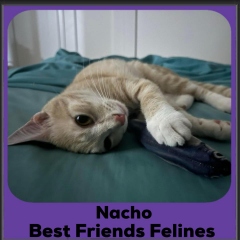 2024-Nacho
