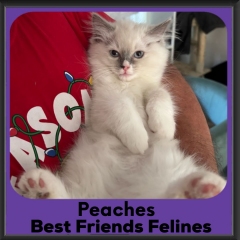 1_2024-Peaches