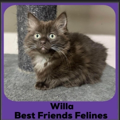 1_2024-Willa