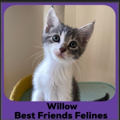 1_2024-Willow