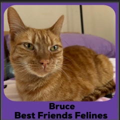 1_Bruce2025