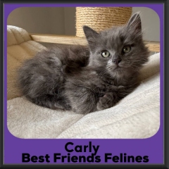 1_Carly-2026