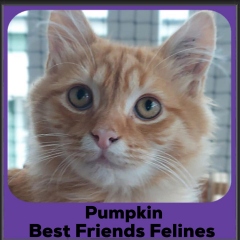 1_Pumpkin