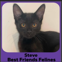 1_Steve-2026