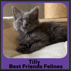 1_Tilly-2026