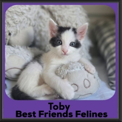 1_Toby-2026