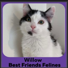 1_Willow-2026