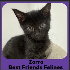 1_Zorro