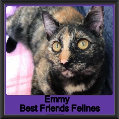 2018 - Emmy