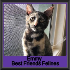 2018 - Emmy
