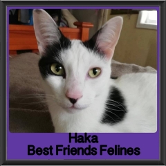 2018 - Haka