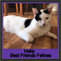 2018 - Haka1