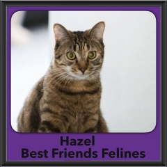 2018 - Hazel