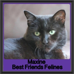2018 - Maxine