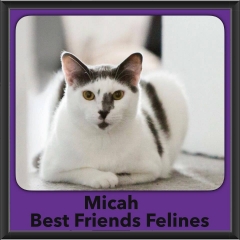 2018 - Micah