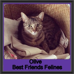 2018 - Olive
