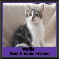 2018 - Waffle