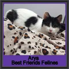 2019-Arya