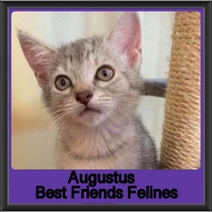 2019 - Augustus