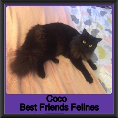 2019-Coco