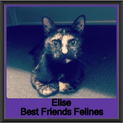 2019 - Elise