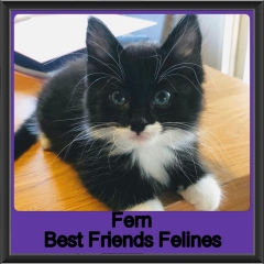 2019 - Fern