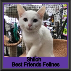 2019 - Shiloh1