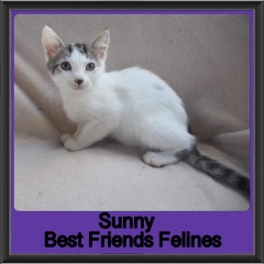 2019 - Sunny